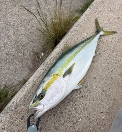 ブリの釣果
