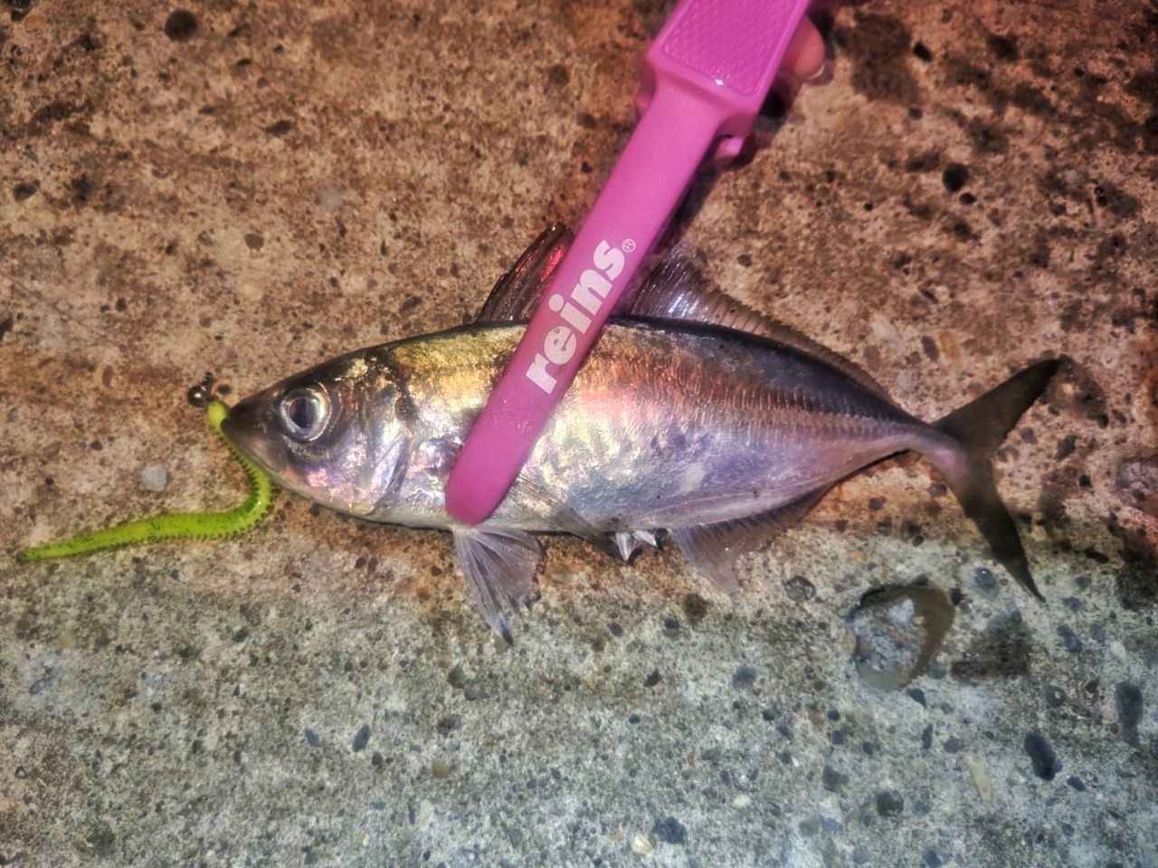 SHIMANO 17ソアレ CI4+ アジング S408UL-Sの最安値・インプレ・釣果