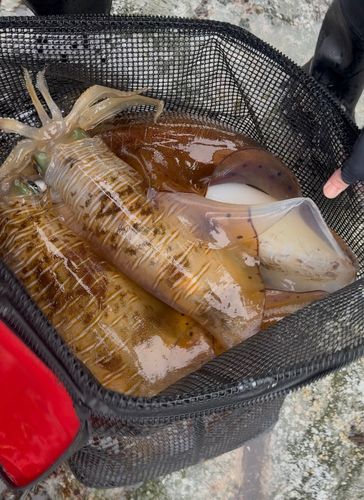 アオリイカの釣果