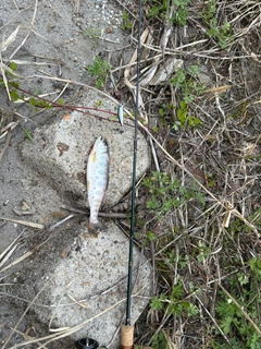 ヤマメの釣果