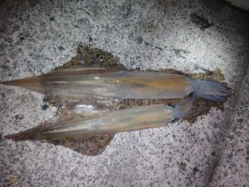 ヤリイカの釣果