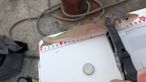 キスの釣果