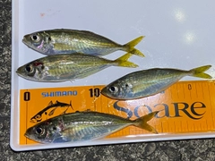アジの釣果