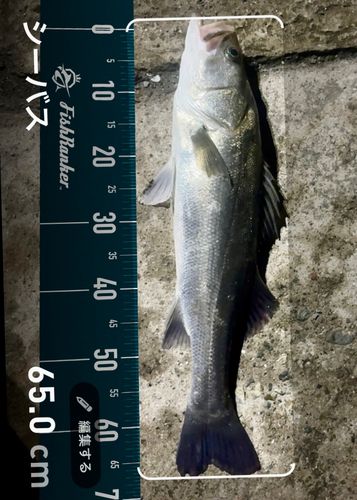 シーバスの釣果