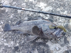 クロソイの釣果