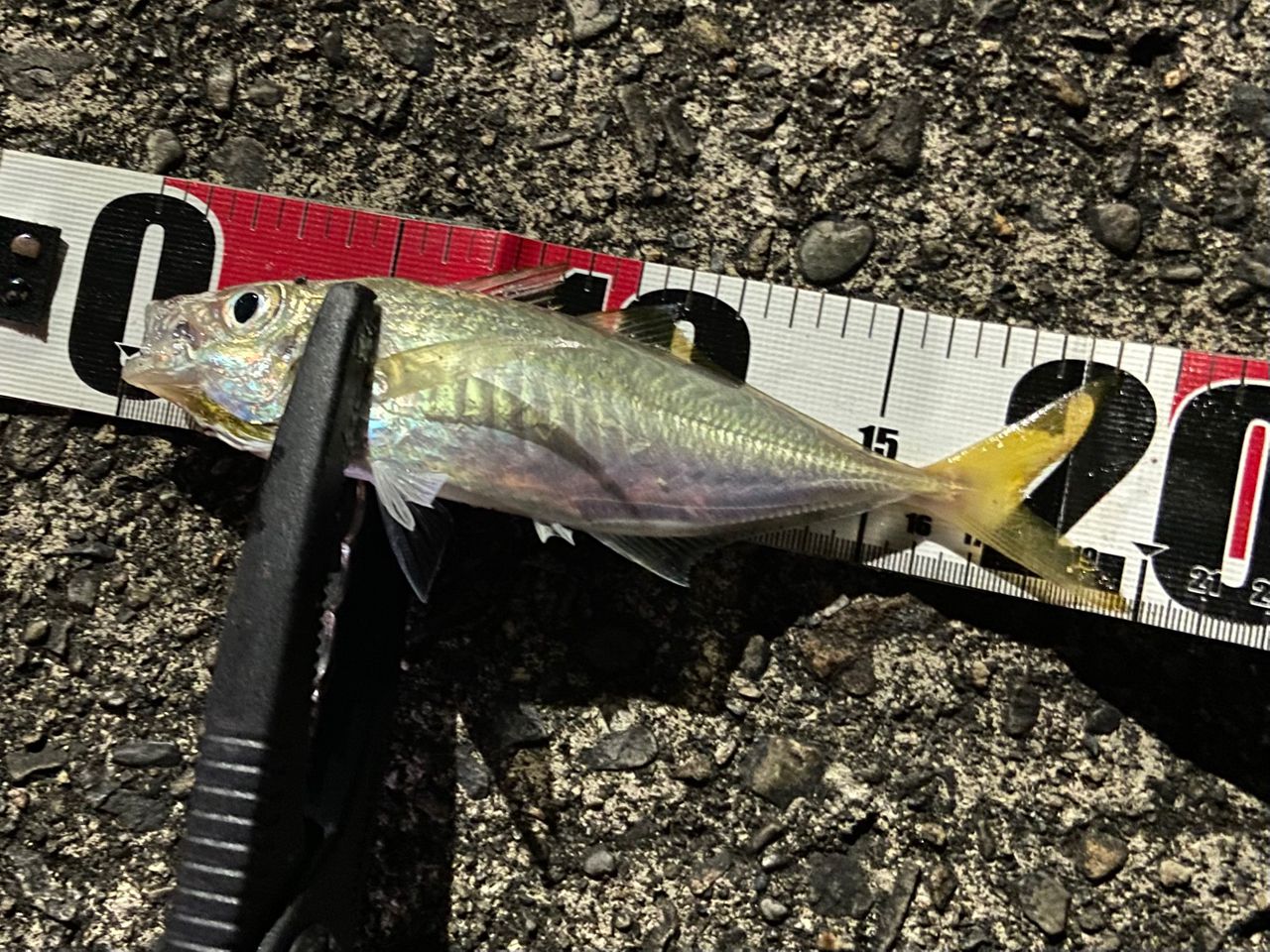 風*坊様 【中古良品】メジャークラフト 鯵道5G AD5-S502L/AJI 楽 Major Craft（メジャークラフト） 鯵道5G AD5-S502L/AJI Lシリーズ AJI