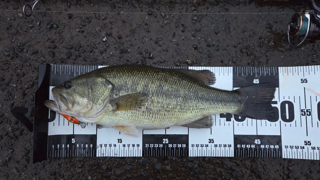DAIWA 21ブレイゾン S64L-STの最安値・インプレ・釣果 | 本音の口コミ