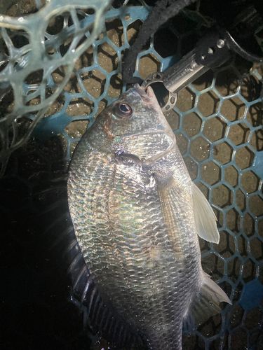 キビレの釣果