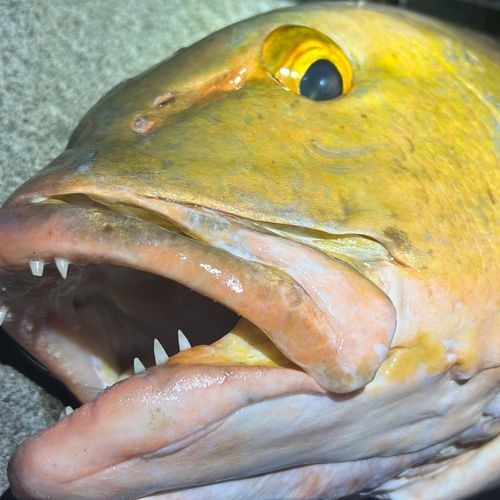 バラフエダイの釣果