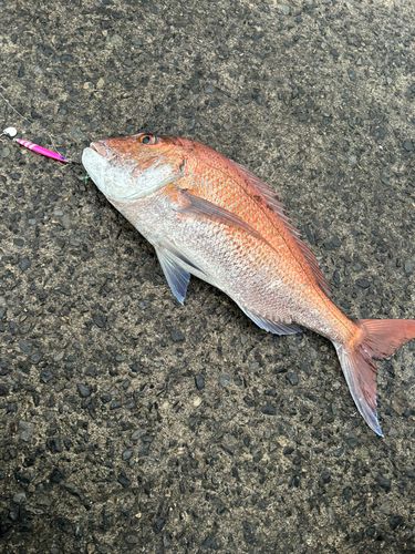 タイの釣果