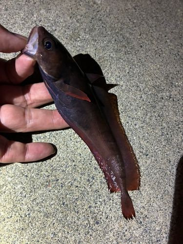 ドンコの釣果