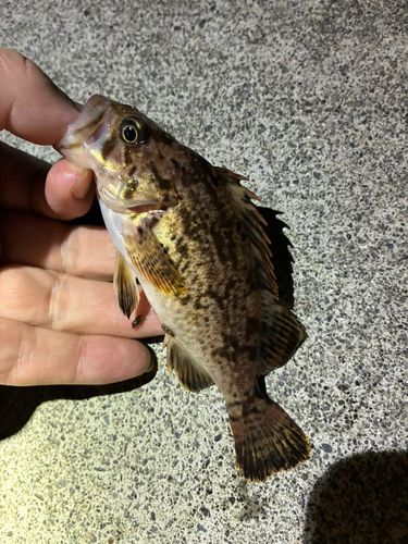 ソイの釣果