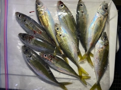 アジの釣果