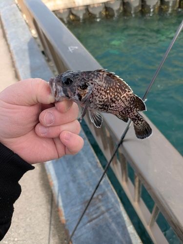釣果
