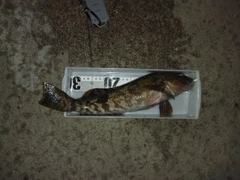 アイナメの釣果