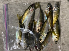 アジの釣果