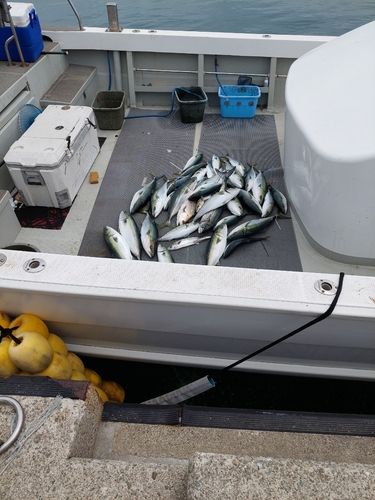 メジロの釣果
