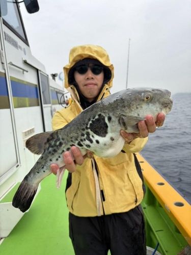 トラフグの釣果