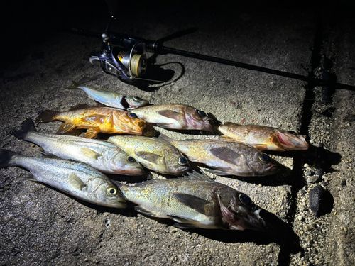 メバルの釣果