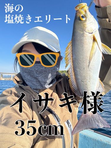 イサキの釣果