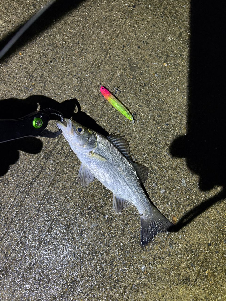 最終価格】釣り具まとめ売り(青物、ヒラスズキ等) 最終価格】釣り具まとめ売り(青物、ヒラスズキ等)