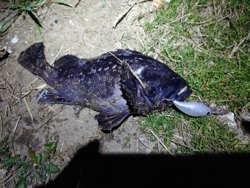 クロソイの釣果