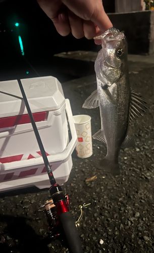 セイゴ（マルスズキ）の釣果