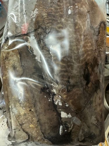 コウイカの釣果