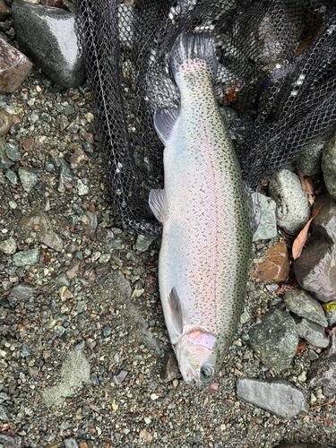 ニジマスの釣果