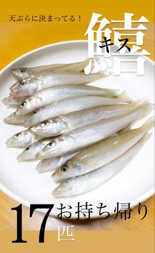 キスの釣果