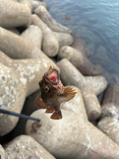ガシラの釣果
