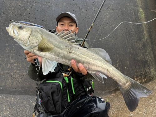 スズキの釣果