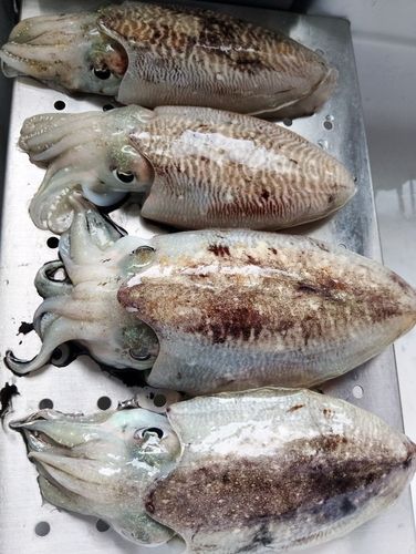 コウイカの釣果