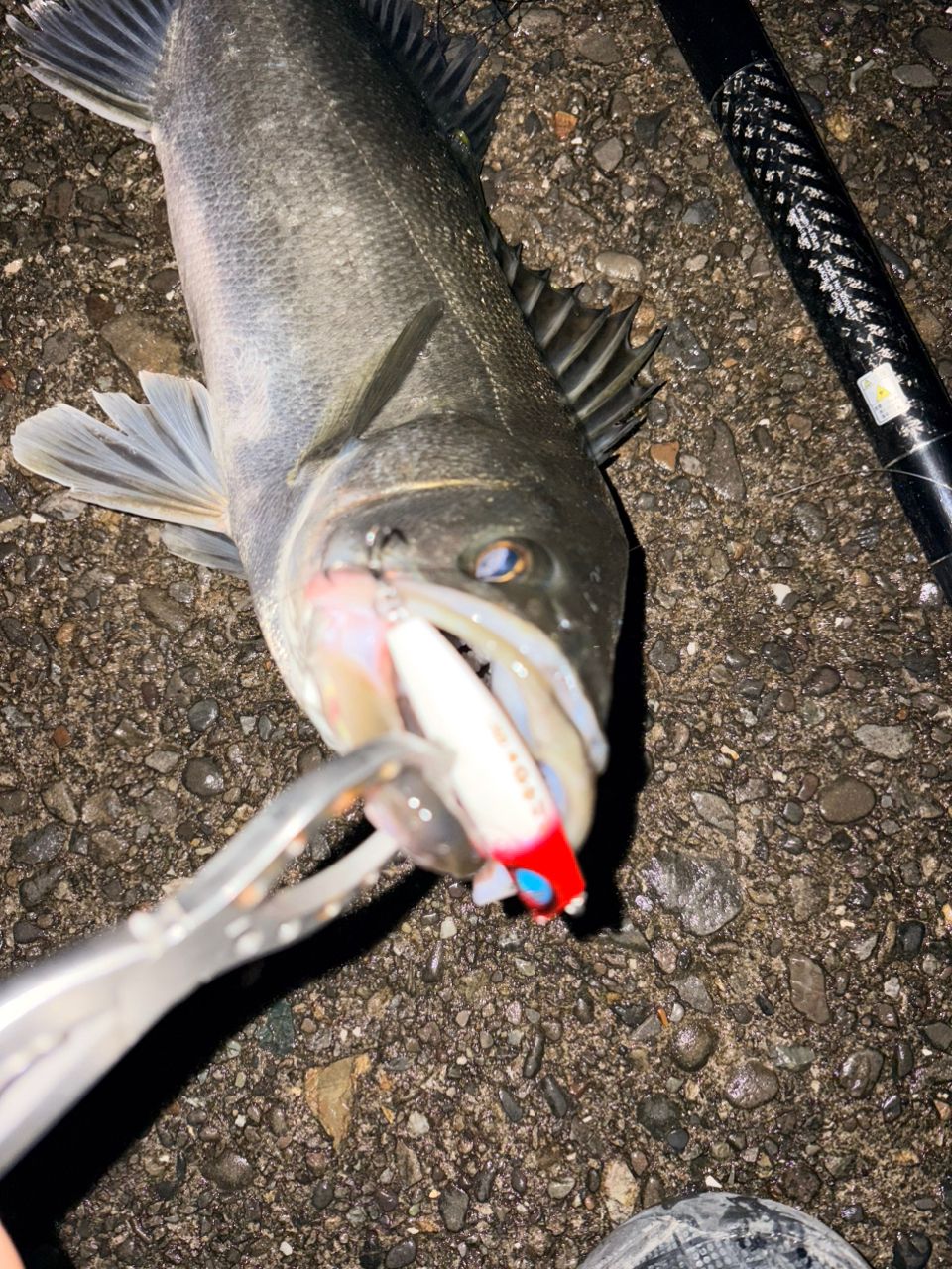 DAIWA 23ファントム リベラリスト 763MLRSSの最安値・インプレ・釣果