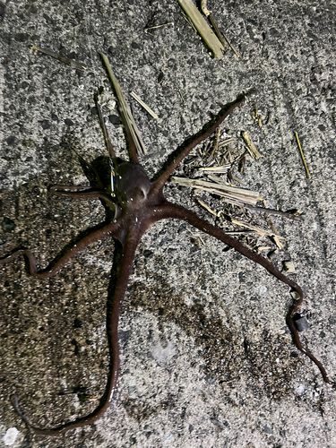 テナガダコの釣果