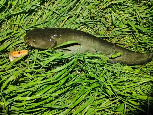 ナマズの釣果
