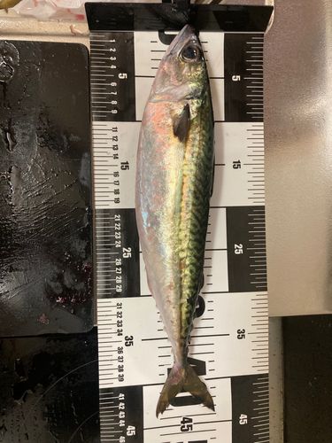 サバの釣果