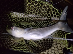 ボラの釣果