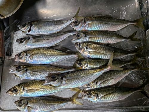 アジの釣果