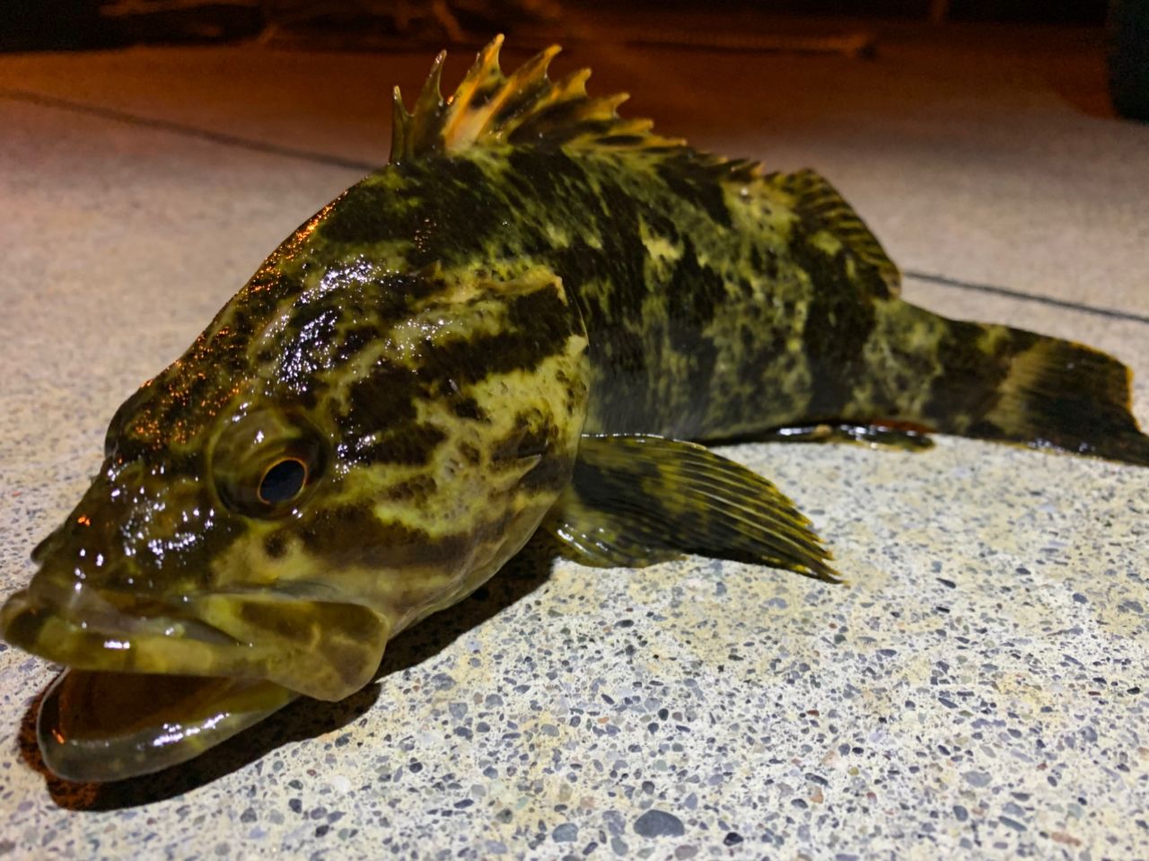 Megabass 20礁楽 SL-82MLSの最安値・インプレ・釣果 | 本音の口コミが