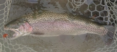 ニジマスの釣果