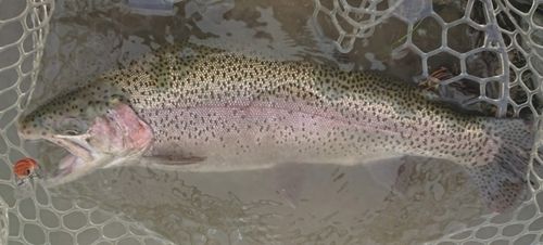釣果一覧】大阪府で釣れたトラウト - アングラーズ | 釣果600万件の