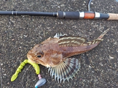 ギスカジカの釣果