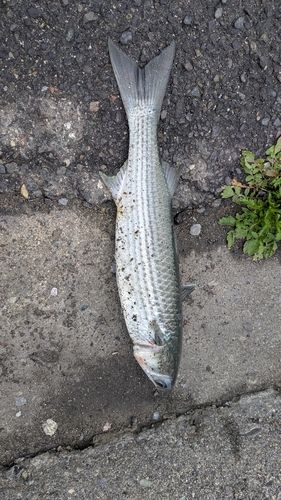 ボラの釣果