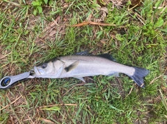 フッコ（マルスズキ）の釣果