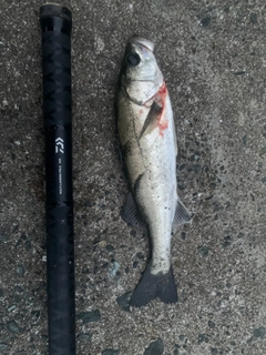 セイゴ（マルスズキ）の釣果