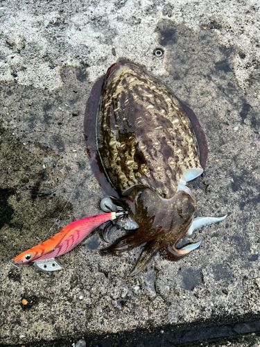 コウイカの釣果