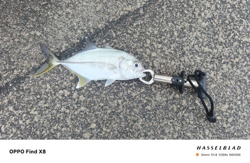 ギンガメアジの釣果