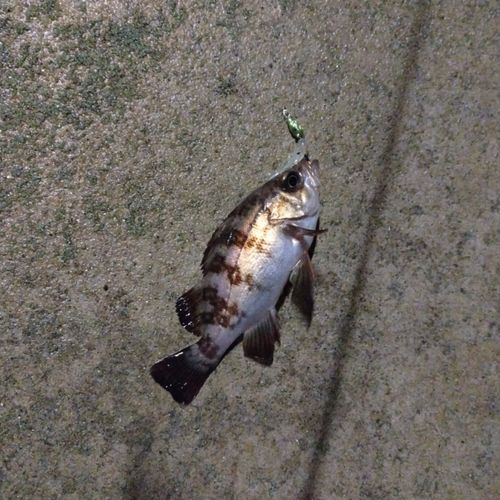 メバルの釣果