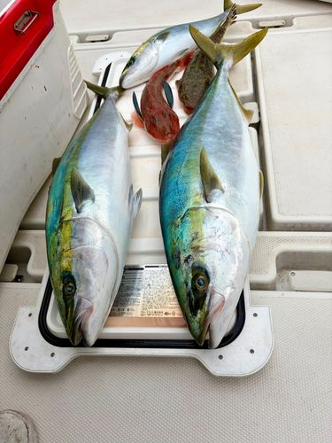 ワラサの釣果